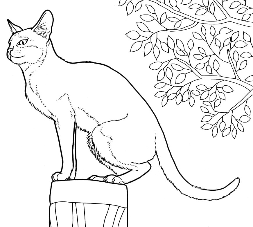 Singaporean Cat Coloring Page