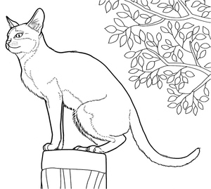 Singaporean Cat