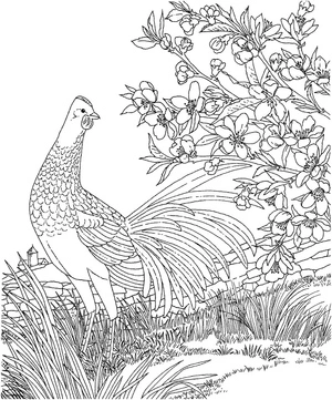 Hen with Blue Feathers Coloring Page