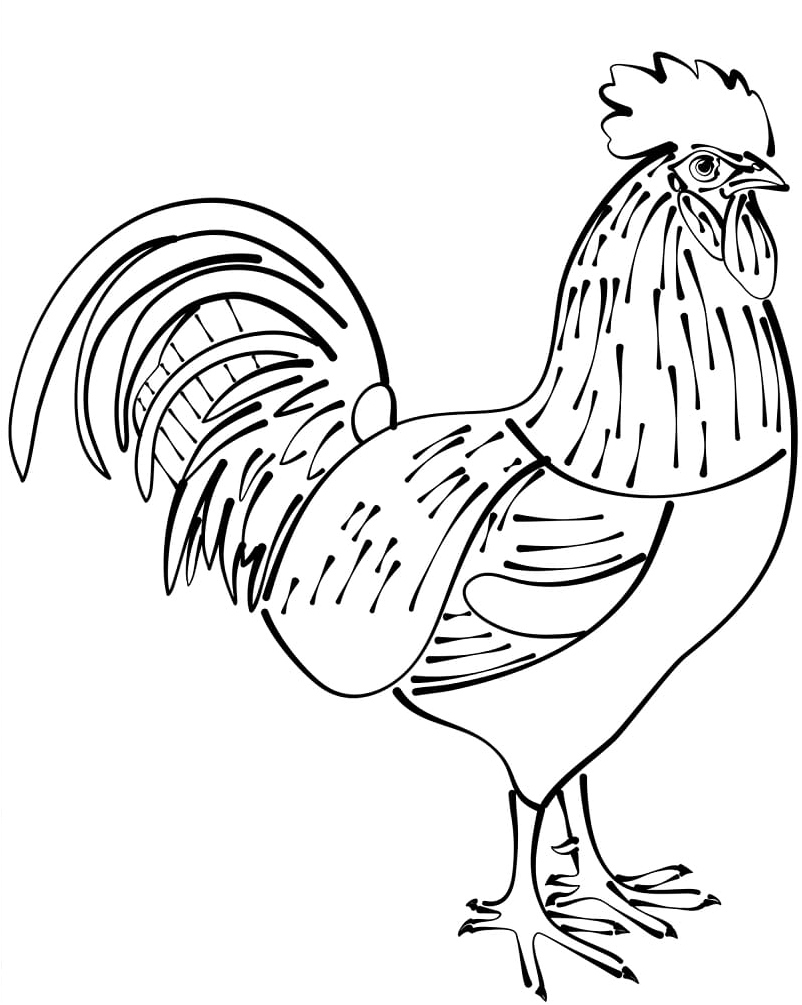 Simple Rooster Coloring Page