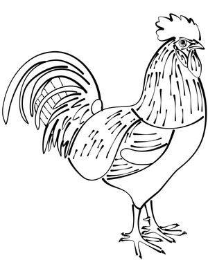 Simple Rooster Coloring Page
