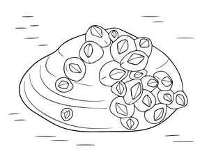 Printable Clam Coloring Page Coloring Page