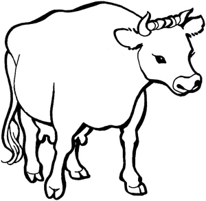 Cow