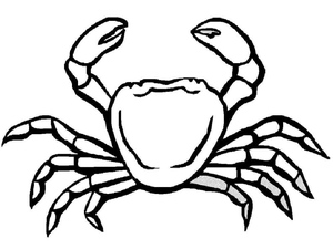 Crab illustration