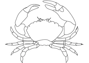 Crab of the Sea Coloring Page