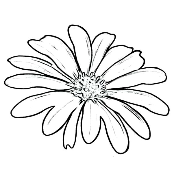 Coloring Page of a Daisy Flower Coloring Page