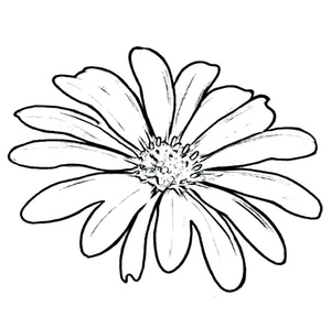 Coloring Page of a Daisy Flower