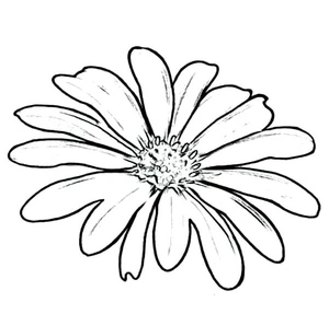 Coloring Page of a Daisy Flower Coloring Page