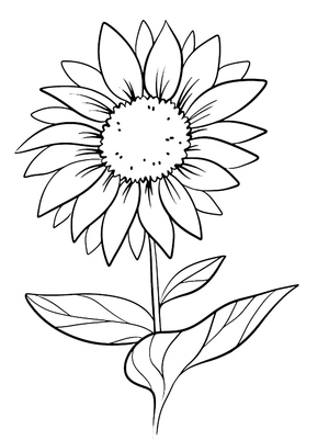 Free Daisy Flower
