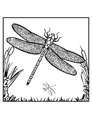 Dragonfly Coloring Page Template Coloring Page