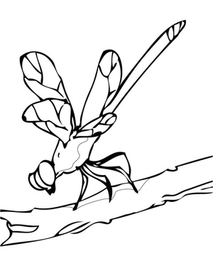 Dragonfly