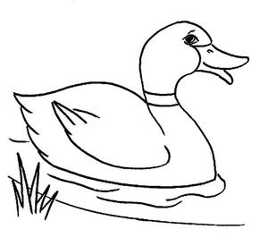 Duck on the Lake