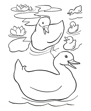 Family of Ducks