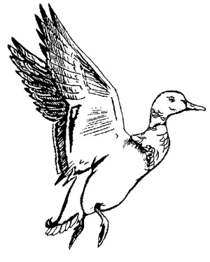 Flying duck Coloring Page
