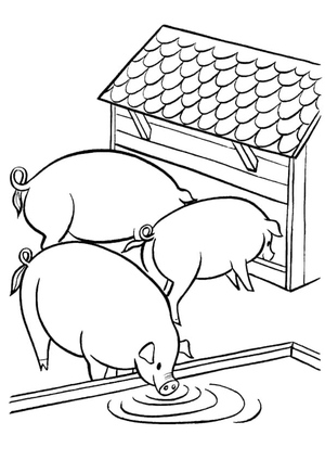 Three Pigs at the Farm