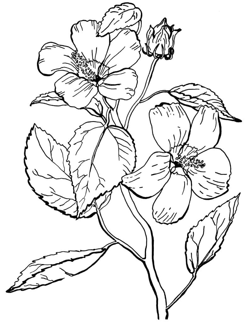 Mallow Rose Coloring Page