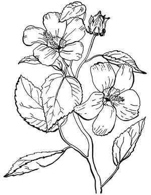 Mallow Rose Coloring Page