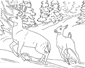 Deer and Doe in the Snowy Forest Coloring Page
