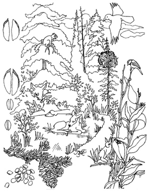 Forest Animals