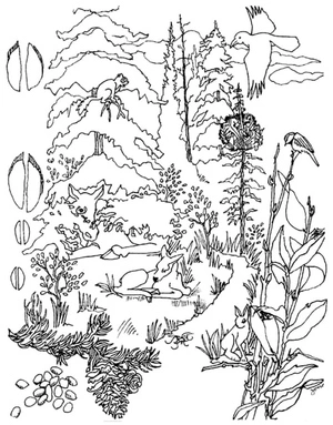 Forest Animals Coloring Page