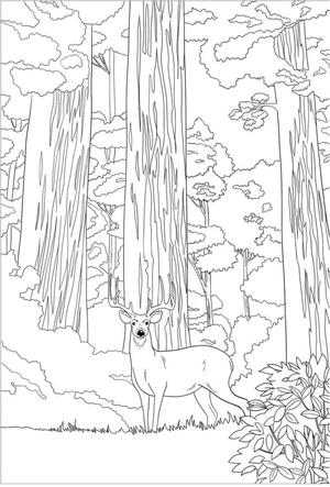 Majestic Deer in the Heart of the Thick Forest Coloring Page