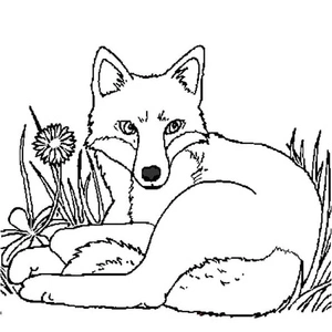 Fox at Play Coloring Page