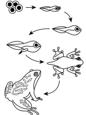 The Life Cycle of a Frog Coloring Page