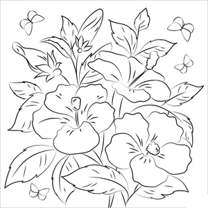 Hibiscus
