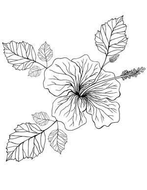 Gorgeous Hibiscus Coloring Page