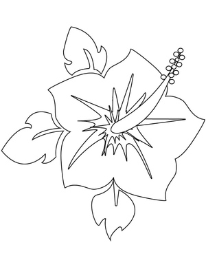 Hibiscus in Bloom