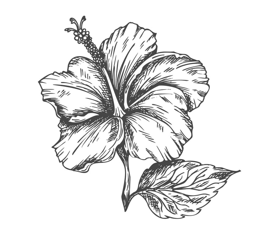 Print the Hibiscus Flower Coloring Page