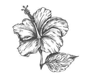 Print the Hibiscus Flower Coloring Page