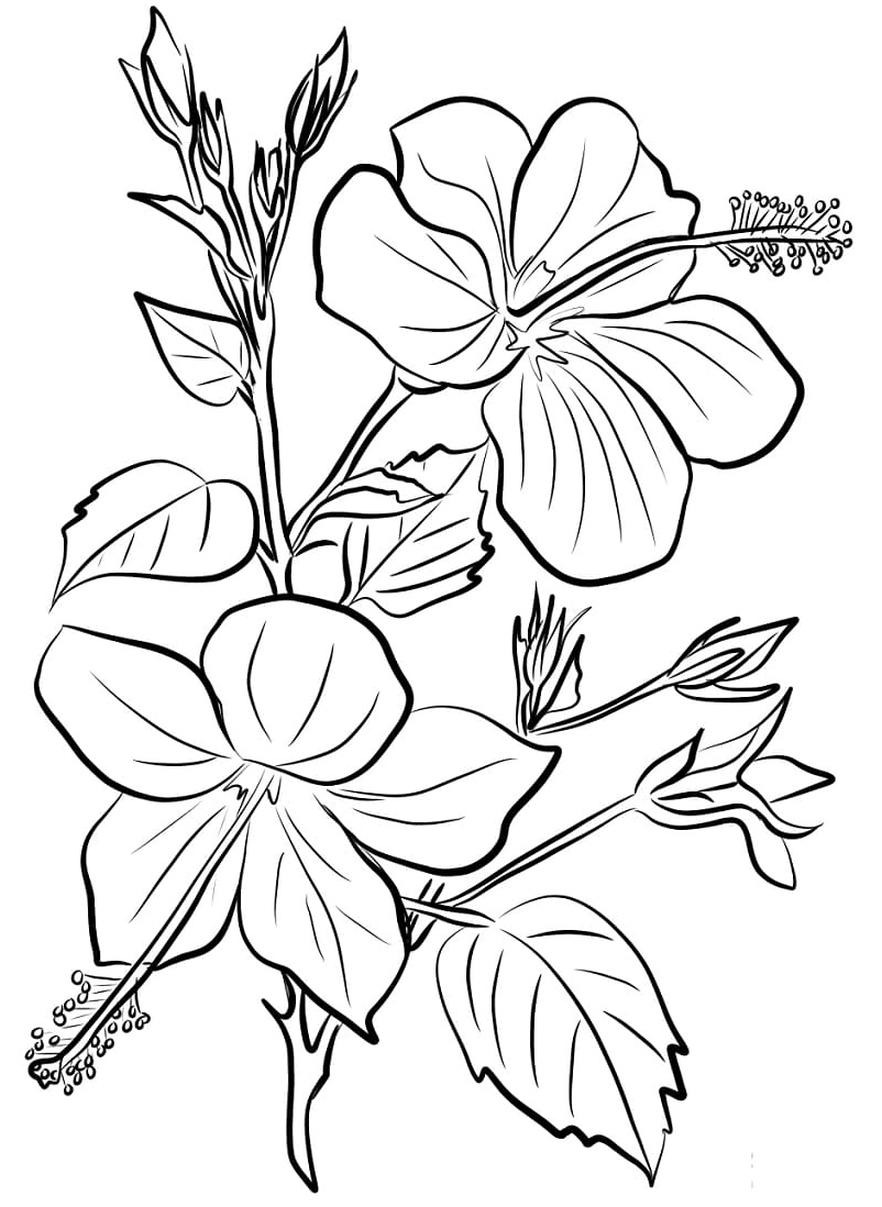 Stunning Hibiscus Blossom Coloring Page