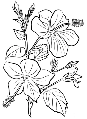 Stunning Hibiscus Blossom Coloring Page