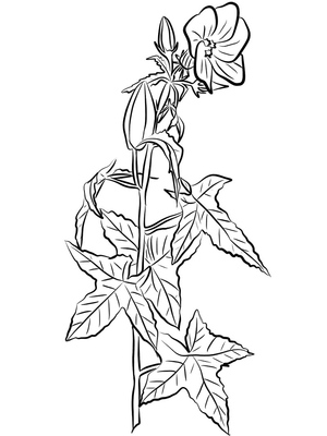 Yearly Hibiscus