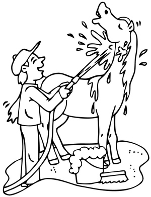 Horse Bathing