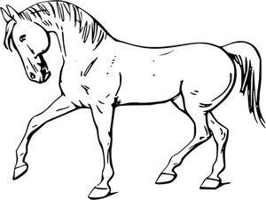Nice horse