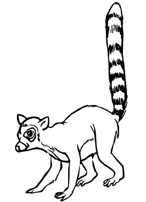 Lemur Coloring Page Coloring Page