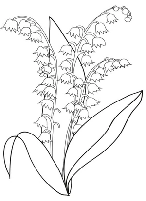 Sheet 1: Lily of the Valley  Coloring Page