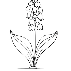 Lily of the Valley
