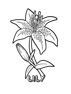 A Lush Lily Coloring Page
