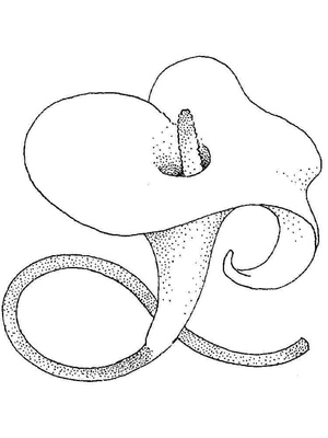 Calla Lily Blossom