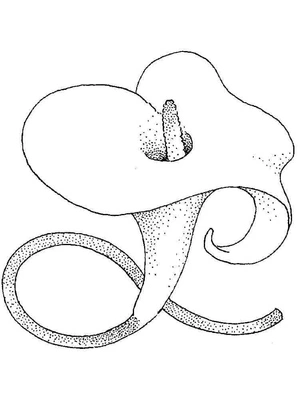Calla Lily Blossom Coloring Page