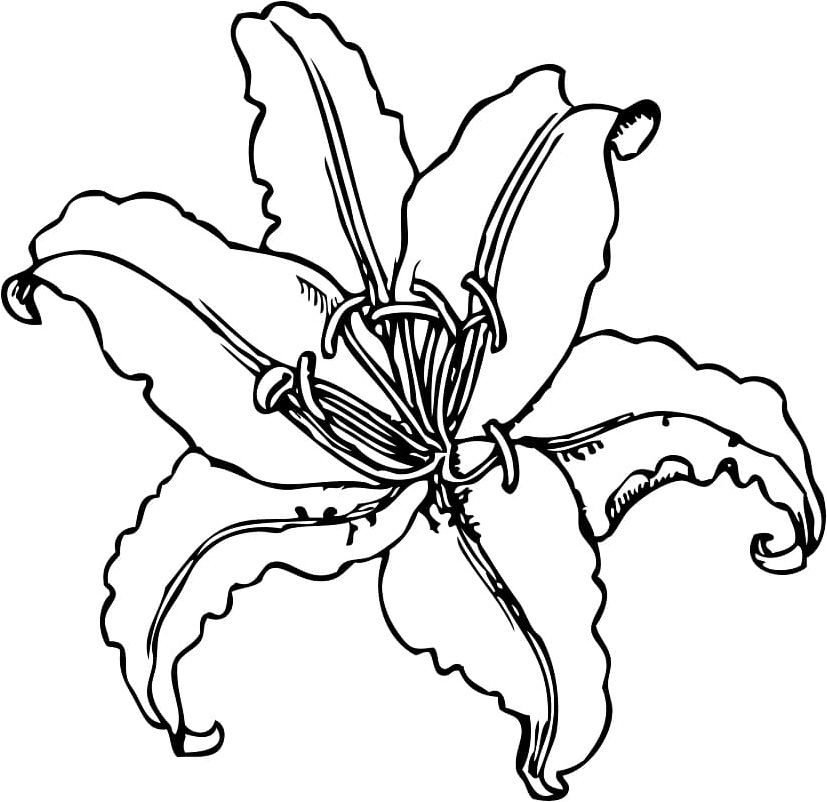 Flower Tiger Lily Coloring Page