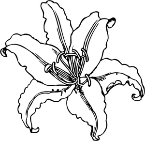 Flower Tiger Lily Coloring Page