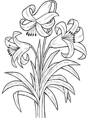 Lily