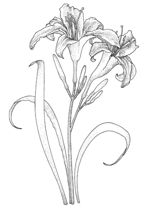 Lilies Coloring Page Coloring Page