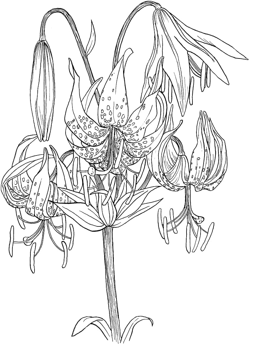 Lilies in Bloom Coloring Page
