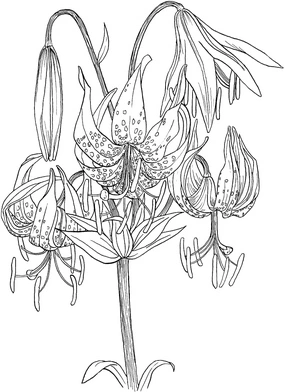 Lilies in Bloom Coloring Page