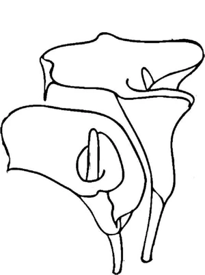 Lilies Simplified Coloring Page